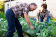© caftor - man and woman farmers grow cabbage in vegetable garden in village