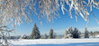 bäume im schnee - winterlandschaft - sauerland