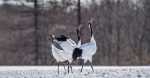 Dancing Cranes. The Ritual Marriage Dance Of Cranes. The Red-crowned Crane. Scientific Name: Grus Japonensis, Also Called The Japanese Crane Or Manchurian Crane, Is A Large East Asian Crane. Japan