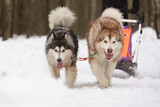 Fototapeta Psy - Two shaggy sled dogs, a red and a gray Alaskan malamute, drive a sleigh together in the snow in winter