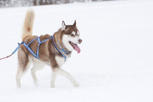 A Red Siberian Husky Sled Dog Drives A Sleigh In The Snow In Winter