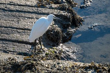 Poster - egret a small white heron by the edge of the water