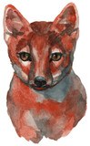 Fototapeta  - The corsac fox watercolor portrait