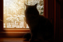 Silhouette Big Cat Sitting On Windowsill Against The Background Of A Winter Sunny Landscape