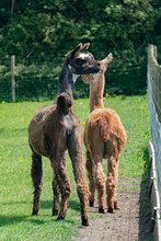 Back View Of Orange And Brown Llamas In Farm In Yarmouth, Isle Of Wight, United Kingdom