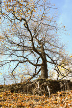 Bare Roots Of Tree Growing At Edge Of Sandy Cliff In Autumn