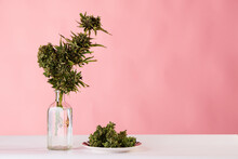 Bouquet Of Marijuana In Pot Vase With Buds Of Weed On Pink Background
