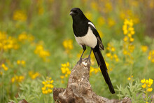 Black-billed Magpie Taken In Central Colorado