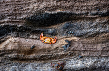 Red Crabs On Black Volcanic Rocks In The Galapagos Islands 