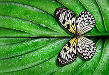 Colorful  Butterfly On Green Leaf In Water Drops After Rain. Rice Paper Butterfly. Large Tree Nymph. White Nymph Butterfly.