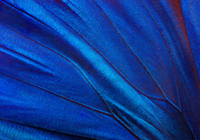 Butterfly Wing Texture Background. Detail Of Morpho Butterfly Wings.
