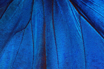 Aufkleber - Butterfly wings texture background. Detail of morpho butterfly wings.
