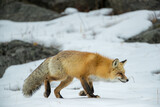 Fototapeta Zwierzęta - Red Fox in winter, taken in Yellowstone NP