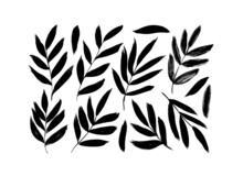 Olive Branches With Long Leaves Vector Collection. Hand Drawn Foliage, Herbs, Tree Twig. Set Of Black Silhouettes Leaves And Tree Branches. Vector Ink Elements Isolated On White Background. 