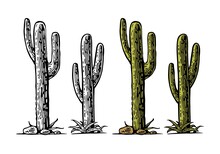 Cactus Saguaro . Vector Hand Drawn Vintage Engraving