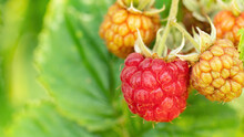 Raspberry Growing On A Twig Macro Photography. Detailed Red And Yellow Raspberries Ripen In The Sun Close-up Against A Background Of Green Foliage. Organic Gardening Concept.