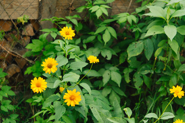 Poster - Echinacea yellow, yellow flowers in the garden