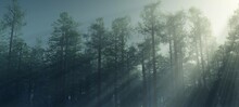 Rays Of Light Among The Trees, Morning Fog In The Park, The Light Of The Sun Over The Forest, 3D Rendering