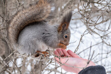 Squirrel Eats Nuts From A Man's Hand. Caring For Animals In Winter Or Autumn.