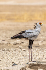 Wall Mural - Secretary Bird in the Kgalagadi