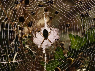 Cobweb in the wild nature under soft sunrise light