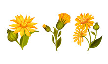 Jerusalem Artichoke Flowers Set. Blooming Plant Of Sunroot, Sunchoke Or Topinambour Cartoon Vector Illustration