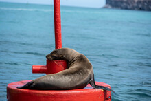 Sea Lion Resting On A Red Buoy With A Lantern In The Bay Between The Islands 