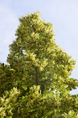 Sticker - flowers blossoming tree linden wood, used for the preparation of healing tea, natural background, spring.