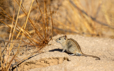 Wall Mural - Four-striped Grass Mouse in the Kgalagadi