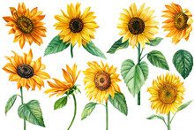 Sunflower Flowers On Isolated White, Watercolor Drawing, Botanical Painting