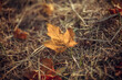 © Ирина Ваганова - yellow fallen leaf on the ground in the fall
