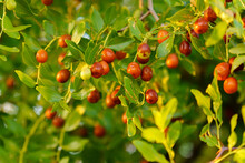 Chinese Date, Ziziphus Jujuba, Commonly Called Jujube, Red Date. Hanging On A Branch, Harvest