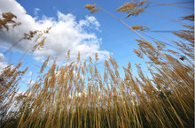 High Field Dry Grass With Panicles On A Blue Sky Background