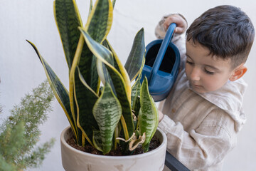 Wall Mural - Little boy is watering flowers on the balcony at home. Active preschool child watering plants with water can.