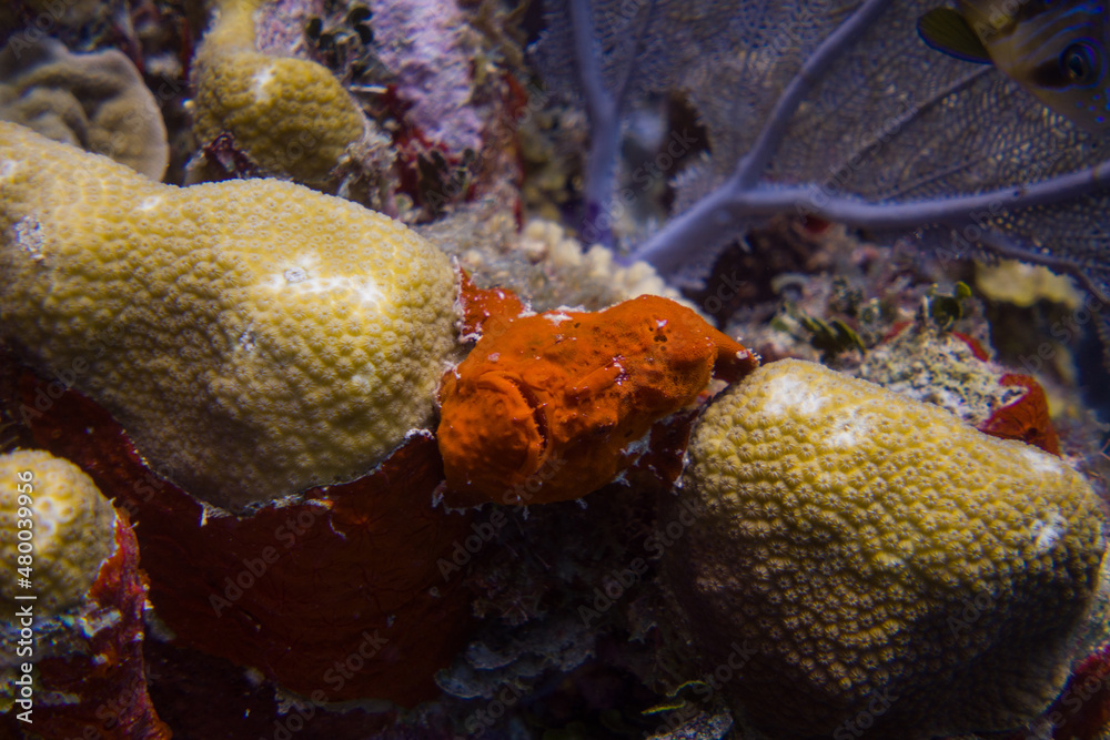 Frog Fish (Antennariidae) of Honduras, close to Roatan and Utila Stock ...