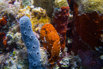 Frog Fish (Antennariidae) of Honduras, close to Roatan and Utila