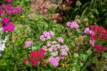 Ornamental Yarrow, Cerise Queen, Flowering In A Cottage Garden In Summer, Is Great For Cut Flowers And Bouquets. Canterbury, New Zealand