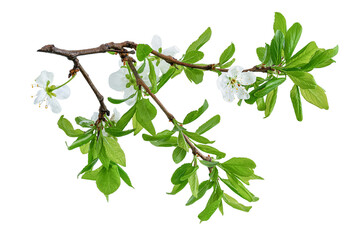 Blooming plum tree branch isolated on white background with clipping path.