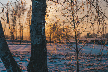 Wall Mural - sunset in the forest