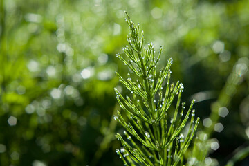 Medicinal plant equisetum arvense in the wild herb meadow.