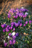 Fototapeta Sypialnia - Spring Purple Tulips