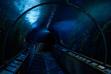 Aquarium Tunnel Underwater