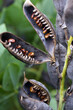 © Nancy J. Ondra - The seedpods of blue false indigo or blue wild indigo (Baptisia australis), with seeds visible