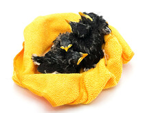 Cute Black Baby Birds. Great Myna Baby Birds. 