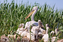 Family Of The Dalmatian Pelicans And Their Small Chicks Nesting In The Reeds Of The Volga River