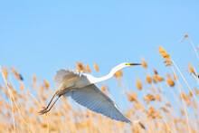 White Great Egret Flying In The Reeds Against Blue Sky