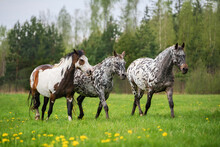 Herd Of Horses In The Field With Flowers