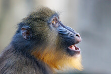 Close Up Portrait Of A Mandrill Monkey (Mandrillus Sphinx) At Habitat