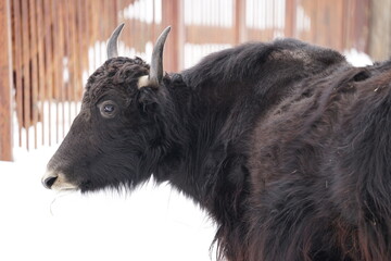 Wall Mural - Close up bull