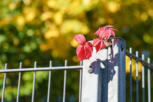 Colorful Maple Leaves On Metal Fence In Autumn With Red Spots.